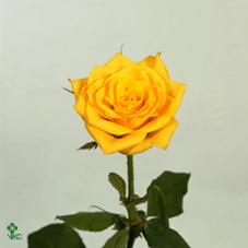 Розы Голден Таймс оптом в Санкт-Петербурге - цветы оптом СПб.